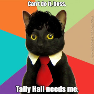 Business Cat Hawley